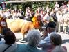 The cows arrive from the Alm