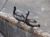 Pelicans - General San Martin/Pisco Peru harbour