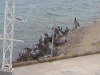 Pelicans - General San Martin/Pisco Peru harbour