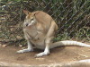 Sydney Zoo