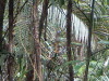 Rain Forest Skyway Cairns