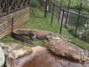 Rain Forest Kuranda Station Cairns