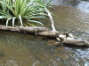 Rain Forest Kuranda Station Cairns