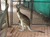 Rain Forest Kuranda Station Cairns