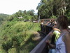 Rain Forest Train Cairns