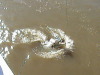 Jumping Salt Water Croc's Darwin