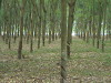 Rubber Plantation